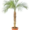 Phoenix Roebelenii - Stam 100-120 Cm [pallet] -Flora Hart Verkoopwinkel 1971544815