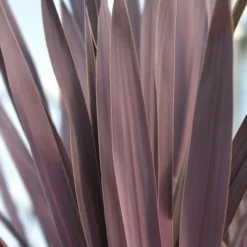 Cordyline Australis Atropurpurea - Pot Ø 26 Cm