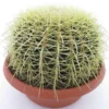 Echinocactus Grusonii - Pot Ø 25 Cm -Flora Hart Verkoopwinkel 1972124070