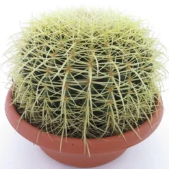 Echinocactus Grusonii - Pot Ø 25 Cm