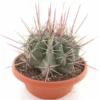 Ferocactus Coloratus Ssp. Rectispinus - Pot Γ 28 Cm 2 Ferocactus Coloratus Ssp. Rectispinus - Pot Γ 28 Cm -Flora Hart Verkoopwinkel 1972208934