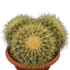 Echinocactus Grusonii Multihead Pot Γ 28 Cm 2 Echinocactus Grusonii Multihead Pot Γ 28 Cm -Flora Hart Verkoopwinkel 1972223802