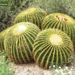 Echinocactus Grusonii Multihead Pot Ø 28 Cm -Flora Hart Verkoopwinkel 1972223811