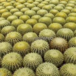 Echinocactus Grusonii Multihead Pot Ø 28 Cm -Flora Hart Verkoopwinkel 1972223814