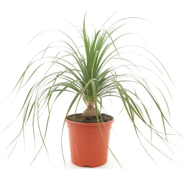 Beaucarnea Recurvata - Pot Ø 26 Cm 3 Beaucarnea Recurvata - Pot Ø 26 Cm