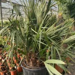 Rhapidophyllum Hystrix - Pot Ø 80 Cm [pallet] -Flora Hart Verkoopwinkel 1972511520