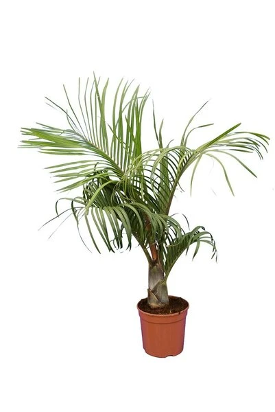 Dypsis Decaryi - Totale Hoogte 90-110 Cm - Pot Ø 20 Cm 3 Dypsis Decaryi - Totale Hoogte 90-110 Cm - Pot Ø 20 Cm