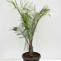 Dypsis Decaryi - Totale Hoogte 90-110 Cm - Pot Ø 20 Cm 8 Dypsis Decaryi - Totale Hoogte 90-110 Cm - Pot Ø 20 Cm -Flora Hart Verkoopwinkel 1974172440