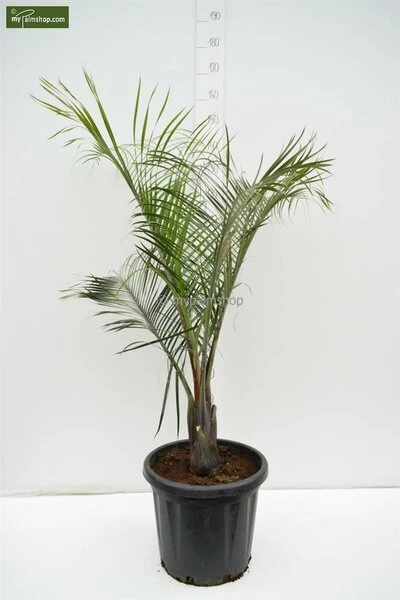 Dypsis Decaryi - Totale Hoogte 90-110 Cm - Pot Ø 20 Cm 5 Dypsis Decaryi - Totale Hoogte 90-110 Cm - Pot Ø 20 Cm - Afbeelding 3