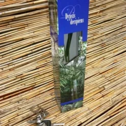 Dypsis Decaryi - Totale Hoogte 90-110 Cm - Pot Ø 20 Cm 9 Dypsis Decaryi - Totale Hoogte 90-110 Cm - Pot Ø 20 Cm -Flora Hart Verkoopwinkel 1974172443