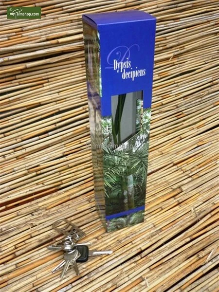 Dypsis Decaryi - Totale Hoogte 90-110 Cm - Pot Ø 20 Cm 6 Dypsis Decaryi - Totale Hoogte 90-110 Cm - Pot Ø 20 Cm - Afbeelding 4