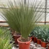 Dasylirion Longissimum - Stam 10-20 Cm - Totale Hoogte 140-160 Cm - Pot Ø 43 Cm [pallet] -Flora Hart Verkoopwinkel 1974378519