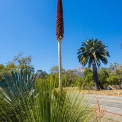 Dasylirion Longissimum - Stam 10-20 Cm - Totale Hoogte 140+ Cm - Pot Ø 55 Cm [pallet] -Flora Hart Verkoopwinkel 1974378552