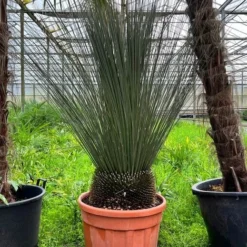 Dasylirion Longissimum - Stam 25-35 Cm [pallet]