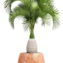 Hyophorbe Lagenicaulis - Pot Ø 50 Cm [pallet] -Flora Hart Verkoopwinkel 1974488685