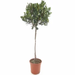 Rhaphiolepsis Indica Springtime - Pot Ø 27 Cm