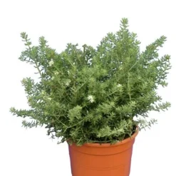 Westringia Fruticosa - Totale Hoogte 40-50 Cm - Pot Ø 22 Cm