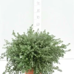 Westringia Fruticosa - Totale Hoogte 40-50 Cm - Pot Ø 22 Cm -Flora Hart Verkoopwinkel 1975069899