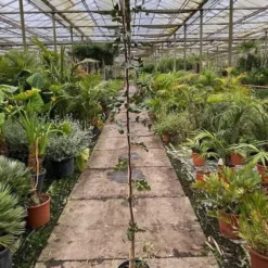 Ceratonia Siliqua - Pot Ø 26 Cm [pallet] -Flora Hart Verkoopwinkel 1975144740