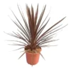 Cordyline Australis Red Star - Totale Hoogte 60-80 Cm - Pot Ø 22 Cm -Flora Hart Verkoopwinkel 1976086989