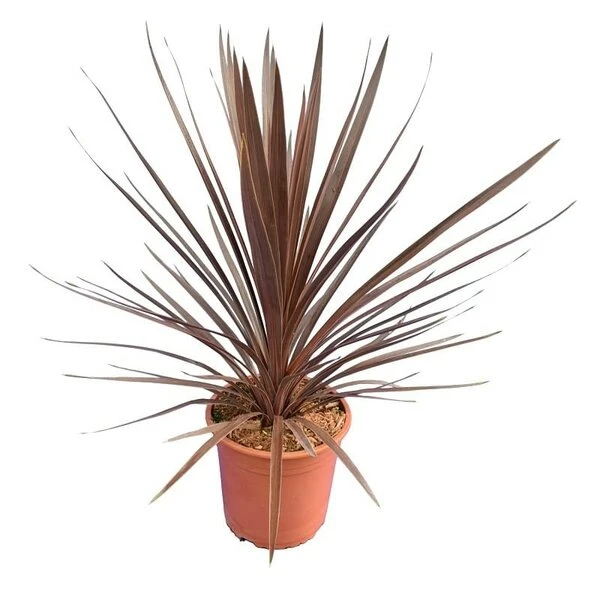 Cordyline Australis Red Star - Totale Hoogte 60-80 Cm - Pot Ø 22 Cm 3 Cordyline Australis Red Star - Totale Hoogte 60-80 Cm - Pot Ø 22 Cm