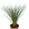 Dasylirion Longissimum - Totale Hoogte 80-100 Cm - Pot Ø 27 Cm -Flora Hart Verkoopwinkel 1976087727