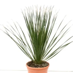 Dasylirion Serratifolium - Pot Ø 26 Cm