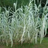 Arundo Donax Variegata Compact Ely - Pot Ø 19 Cm