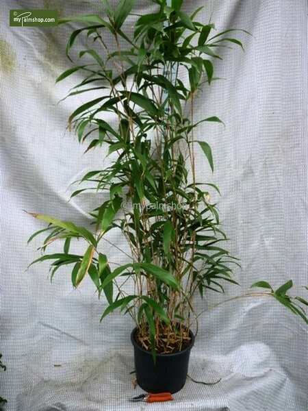 Pseudosasa Japonica - Pot 10 Ltr 5 Pseudosasa Japonica - Pot 10 Ltr - Afbeelding 3