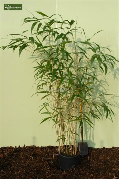 Pseudosasa Japonica - Pot 10 Ltr 6 Pseudosasa Japonica - Pot 10 Ltr - Afbeelding 4