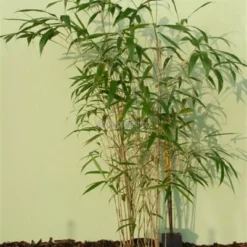 Pseudosasa Japonica - Pot 15 Ltr [pallet] -Flora Hart Verkoopwinkel 1976229165