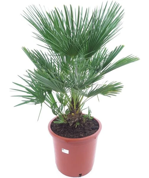 Chamaerops Humilis - Stam 10-20 Cm - Totale Hoogte 100-120 Cm - Pot Ø 32 Cm 3 Chamaerops Humilis - Stam 10-20 Cm - Totale Hoogte 100-120 Cm - Pot Ø 32 Cm