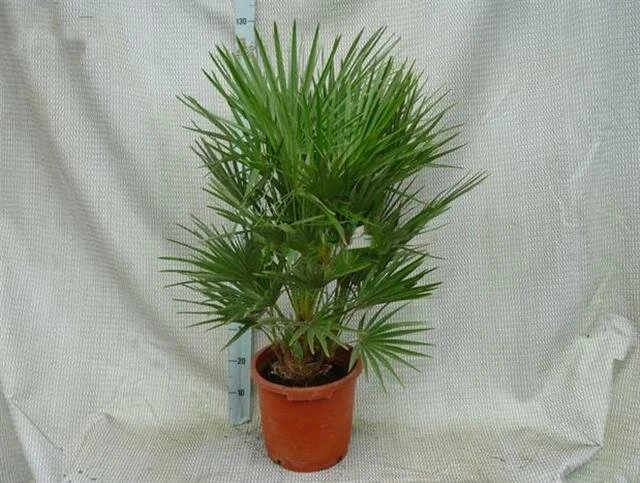 Chamaerops Humilis - Stam 10-20 Cm - Totale Hoogte 100-120 Cm - Pot Ø 32 Cm 4 Chamaerops Humilis - Stam 10-20 Cm - Totale Hoogte 100-120 Cm - Pot Ø 32 Cm - Afbeelding 2