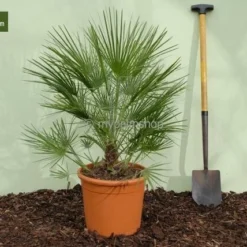 Chamaerops Humilis - Stam 10-20 Cm - Totale Hoogte 100-120 Cm - Pot Ø 32 Cm 9 Chamaerops Humilis - Stam 10-20 Cm - Totale Hoogte 100-120 Cm - Pot Ø 32 Cm -Flora Hart Verkoopwinkel 1976309535