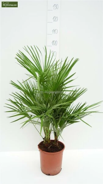 Chamaerops Humilis - Stam 10-20 Cm - Totale Hoogte 100-120 Cm - Pot Ø 32 Cm 6 Chamaerops Humilis - Stam 10-20 Cm - Totale Hoogte 100-120 Cm - Pot Ø 32 Cm - Afbeelding 4