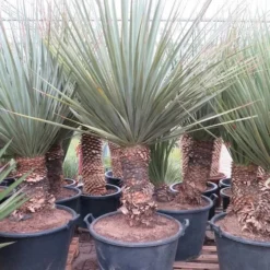 Nolina Nelsonii - Stam 60-70 Cm [pallet]