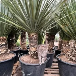 Nolina Nelsonii - Stam 30-40 Cm [pallet] -Flora Hart Verkoopwinkel 1977968151