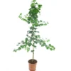Ginkgo Biloba 10 Ltr [pallet] -Flora Hart Verkoopwinkel 1978142934