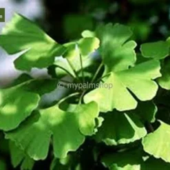 Ginkgo Biloba 10 Ltr [pallet] -Flora Hart Verkoopwinkel 1978142940