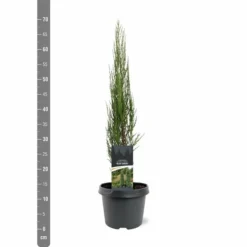 Juniperus Scopulorum Blue Arrow - Pot 3 Ltr -Flora Hart Verkoopwinkel 1979078499