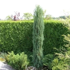 Juniperus Scopulorum Blue Arrow - Pot 3 Ltr -Flora Hart Verkoopwinkel 1979078508