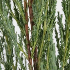 Juniperus Scopulorum Blue Arrow - Pot 3 Ltr -Flora Hart Verkoopwinkel 1979078517