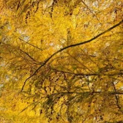 Larix Decidua - Totale Hoogte 100-120 Cm - Pot 5 Ltr -Flora Hart Verkoopwinkel 1979079051