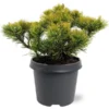 Pinus Mugo Carstens Wintergold - Pot 5 Ltr -Flora Hart Verkoopwinkel 1979118048