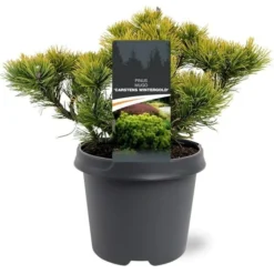 Pinus Mugo Carstens Wintergold - Pot 5 Ltr -Flora Hart Verkoopwinkel 1979118051