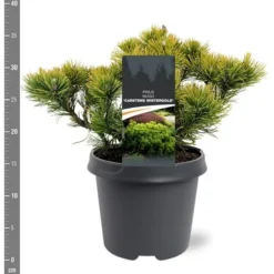 Pinus Mugo Carstens Wintergold - Pot 5 Ltr -Flora Hart Verkoopwinkel 1979118054