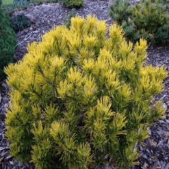 Pinus Mugo Carstens Wintergold - Pot 5 Ltr -Flora Hart Verkoopwinkel 1979118063