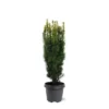 Taxus Baccata David - Totale Hoogte 70-80 Cm - Pot 5 Ltr -Flora Hart Verkoopwinkel 1979131647