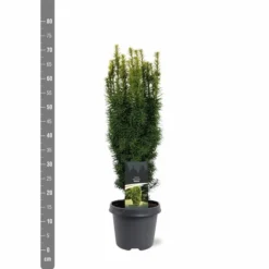 Taxus Baccata David - Totale Hoogte 70-80 Cm - Pot 5 Ltr -Flora Hart Verkoopwinkel 1979131656