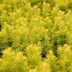 Taxus Baccata David - Totale Hoogte 70-80 Cm - Pot 5 Ltr -Flora Hart Verkoopwinkel 1979131659